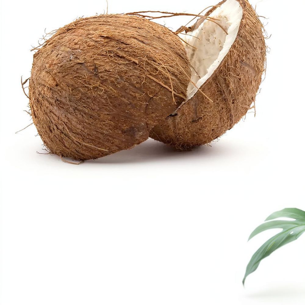 Premium Dehydriertes Kokosfase – Substrate Coconut Fiber Bewertung und Preis